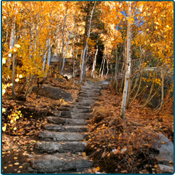 Goals and Phases of Treatment